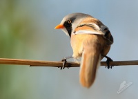 Sykorice vousata 7289